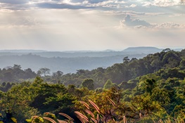 WCS Partners with Everland to Expand its Portfolio of High-Impact Forest Conservation Projects to Help Address the Climate and Biodiversity Crises 